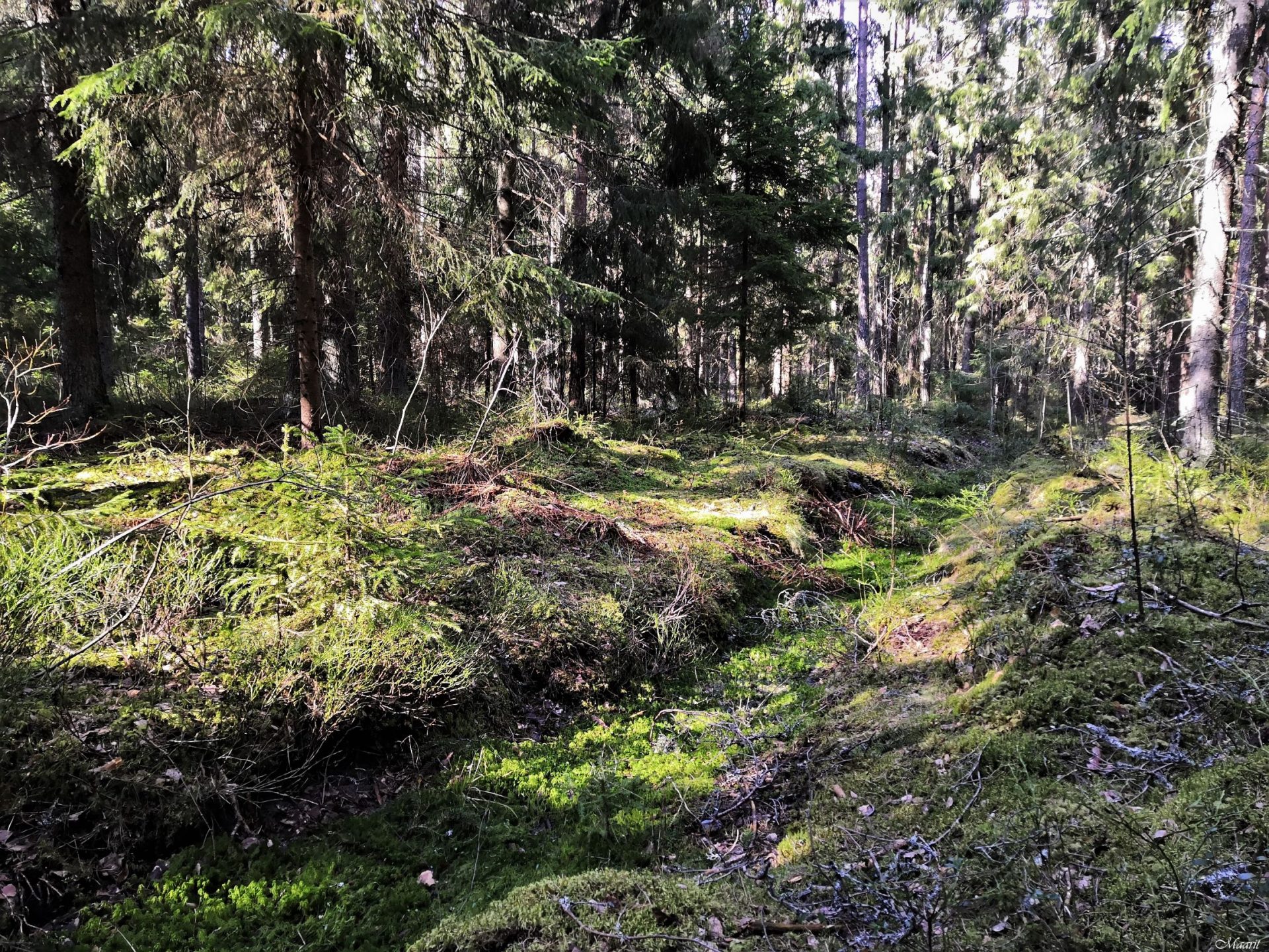 Pohtionvuori ja Huttalan linnavuori Piikkiössä