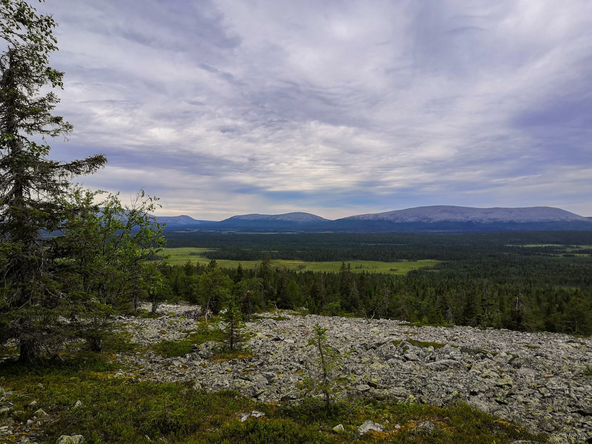 Haavepalo kesällä koiran kanssa