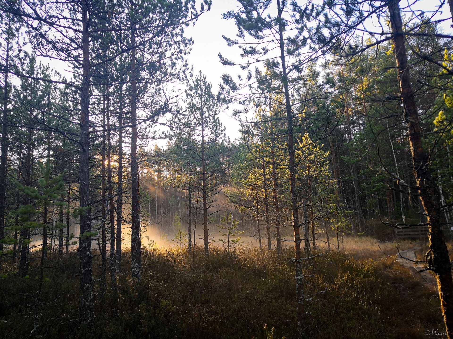 Pomponrahka marraskuussa