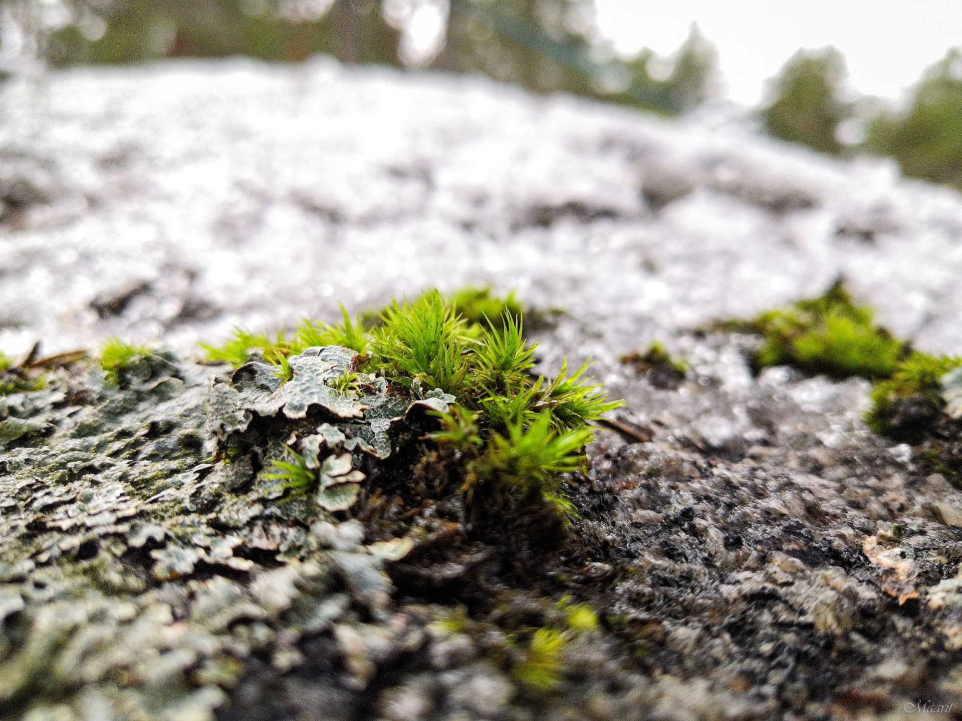 Luolavuoren metsissä