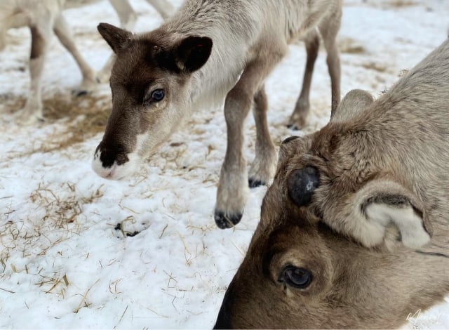 Lapinjuntin pääsiäinen kotikylässä