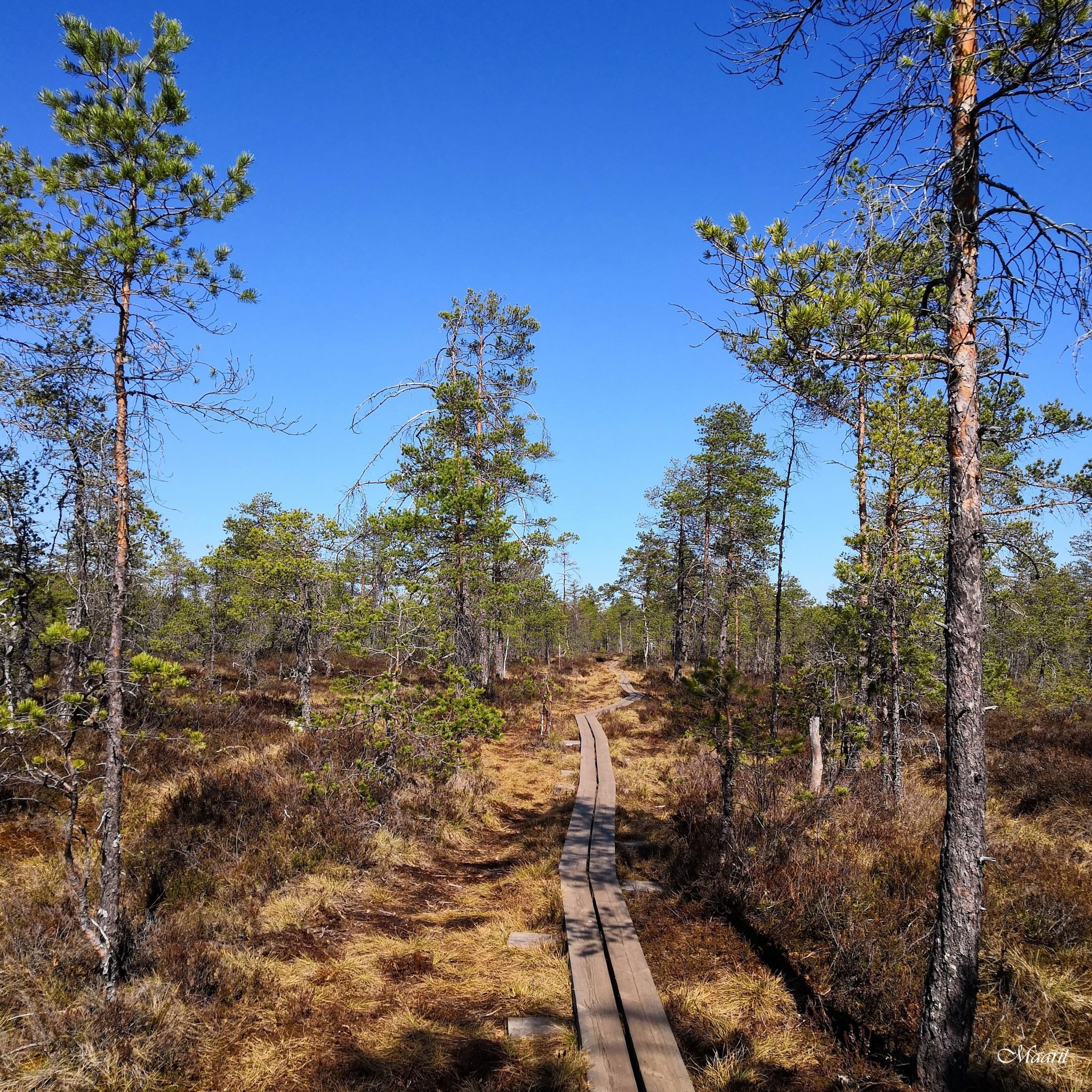 Savojärven kierros Kurjenrahkassa
