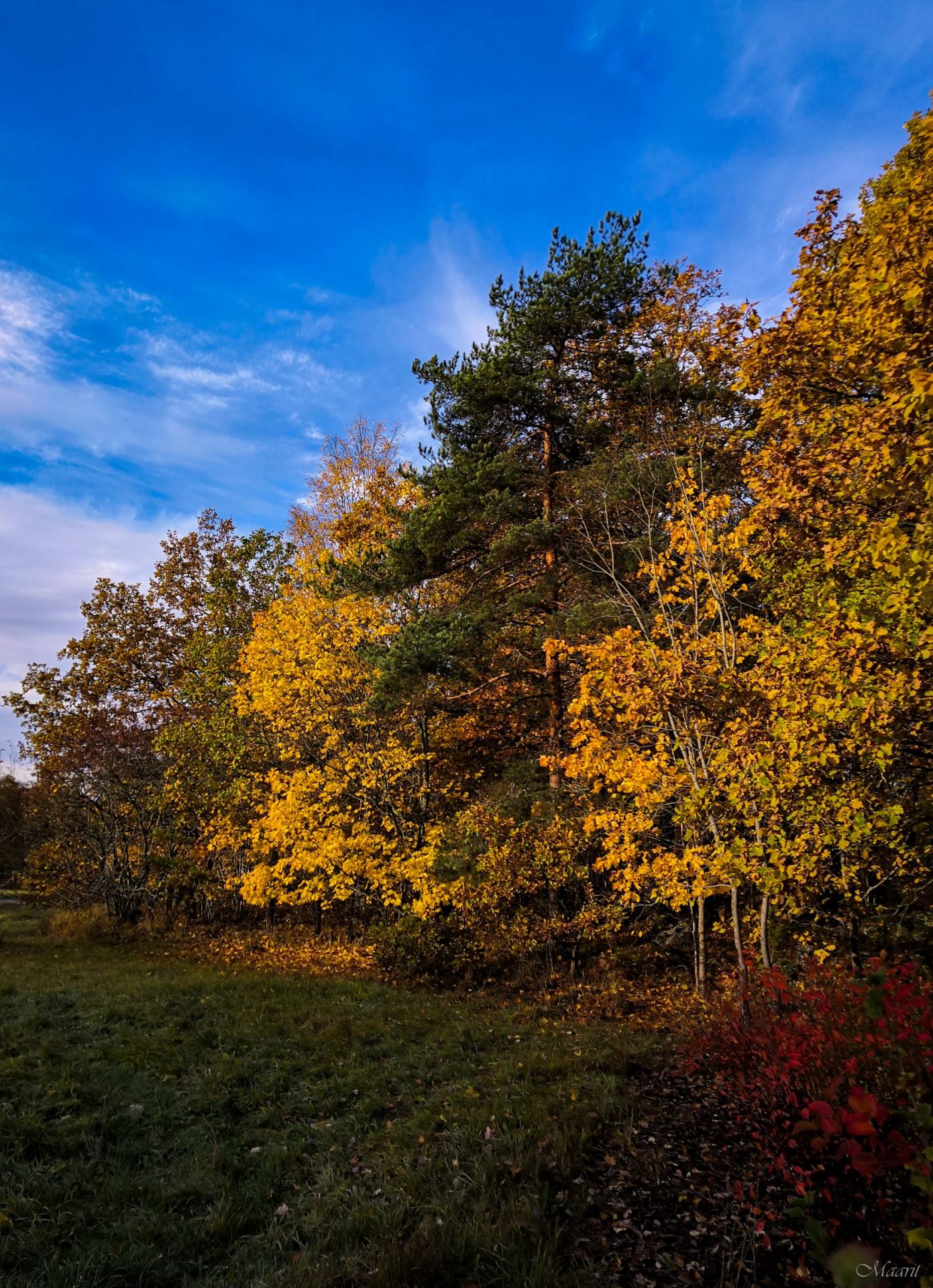 Katariinanlaaksossa koiranpennun kanssa