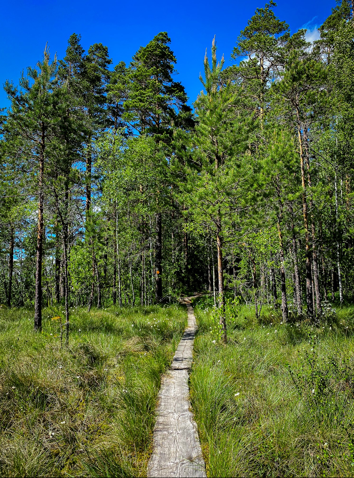 Pukkipalon kierros Kuhankuonon retkeilyreitillä