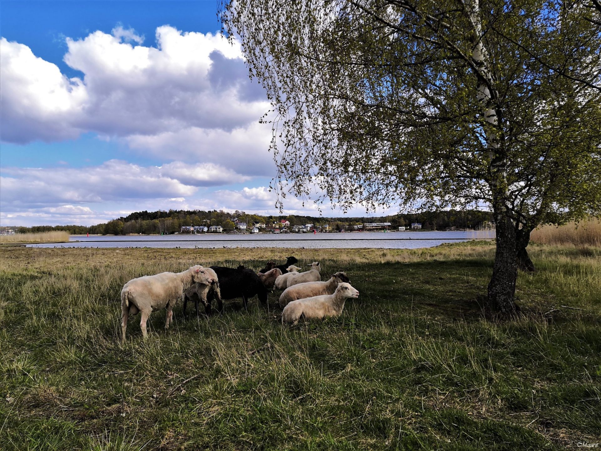 Ruissalon Marjaniemi ja luontopolku