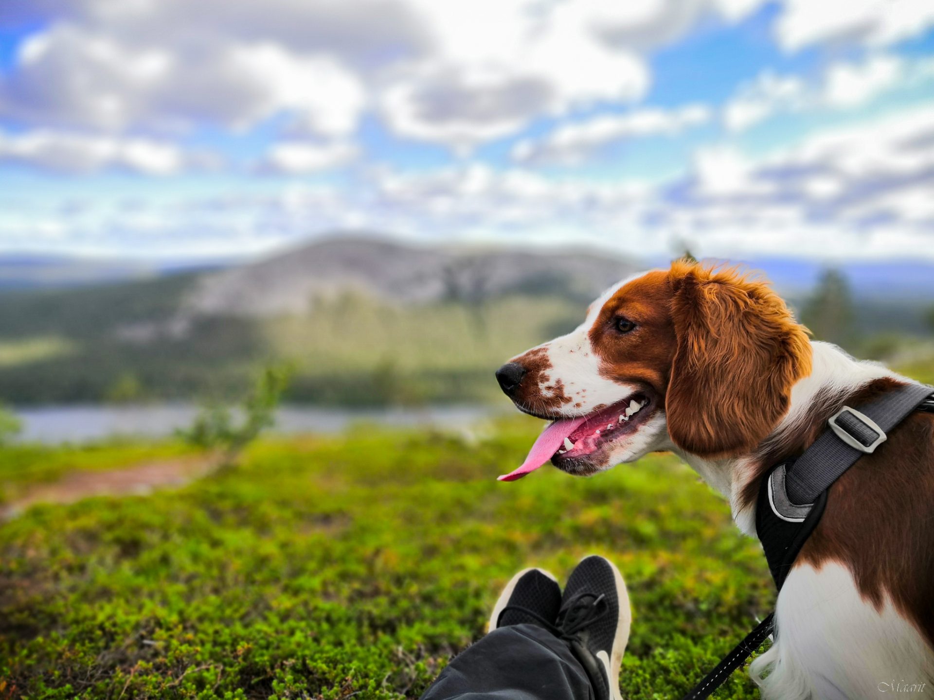 Parhaat peräpohjalaiset ilmaukset