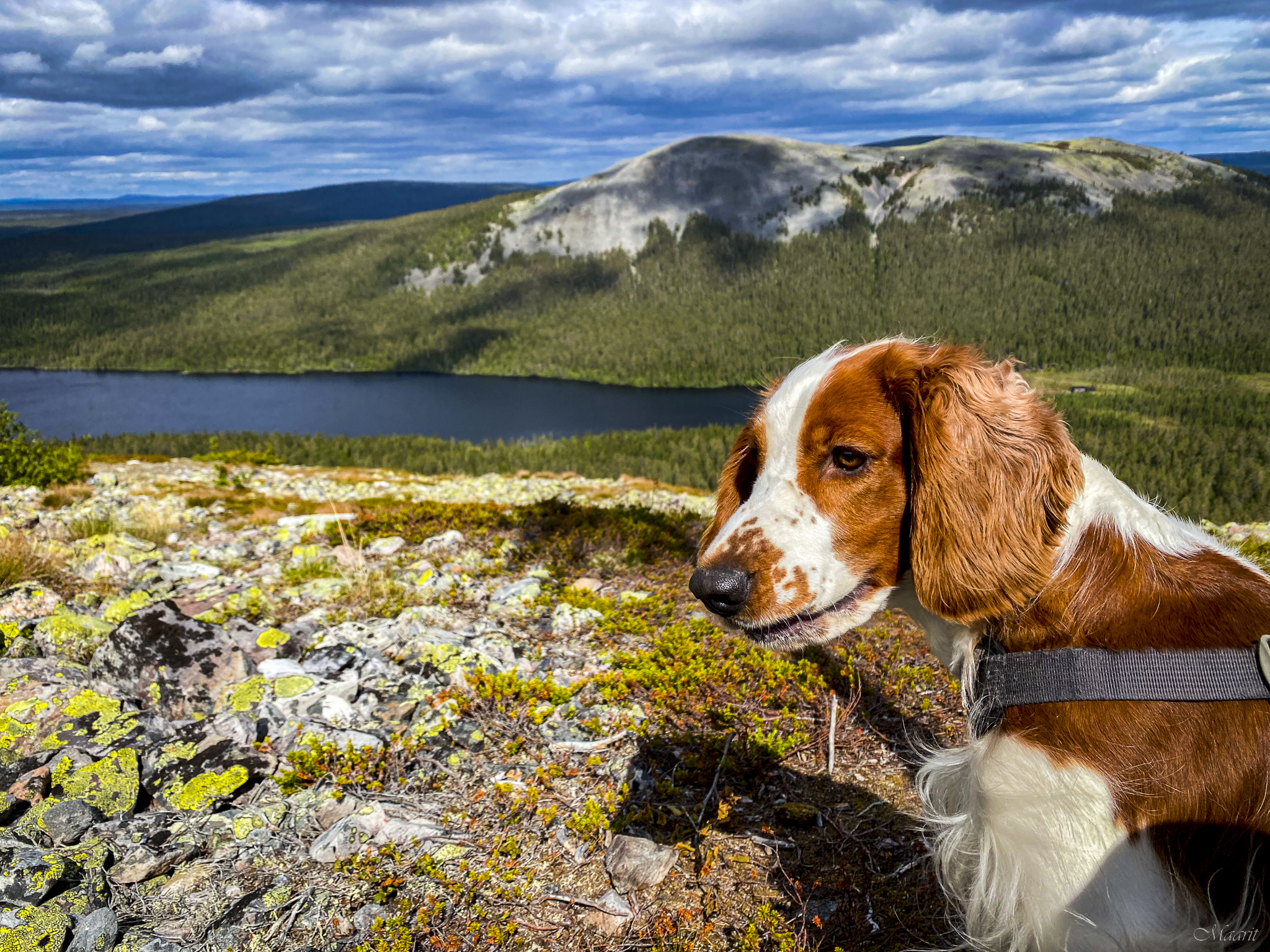 Elämää walesinspringerspanielin kanssa