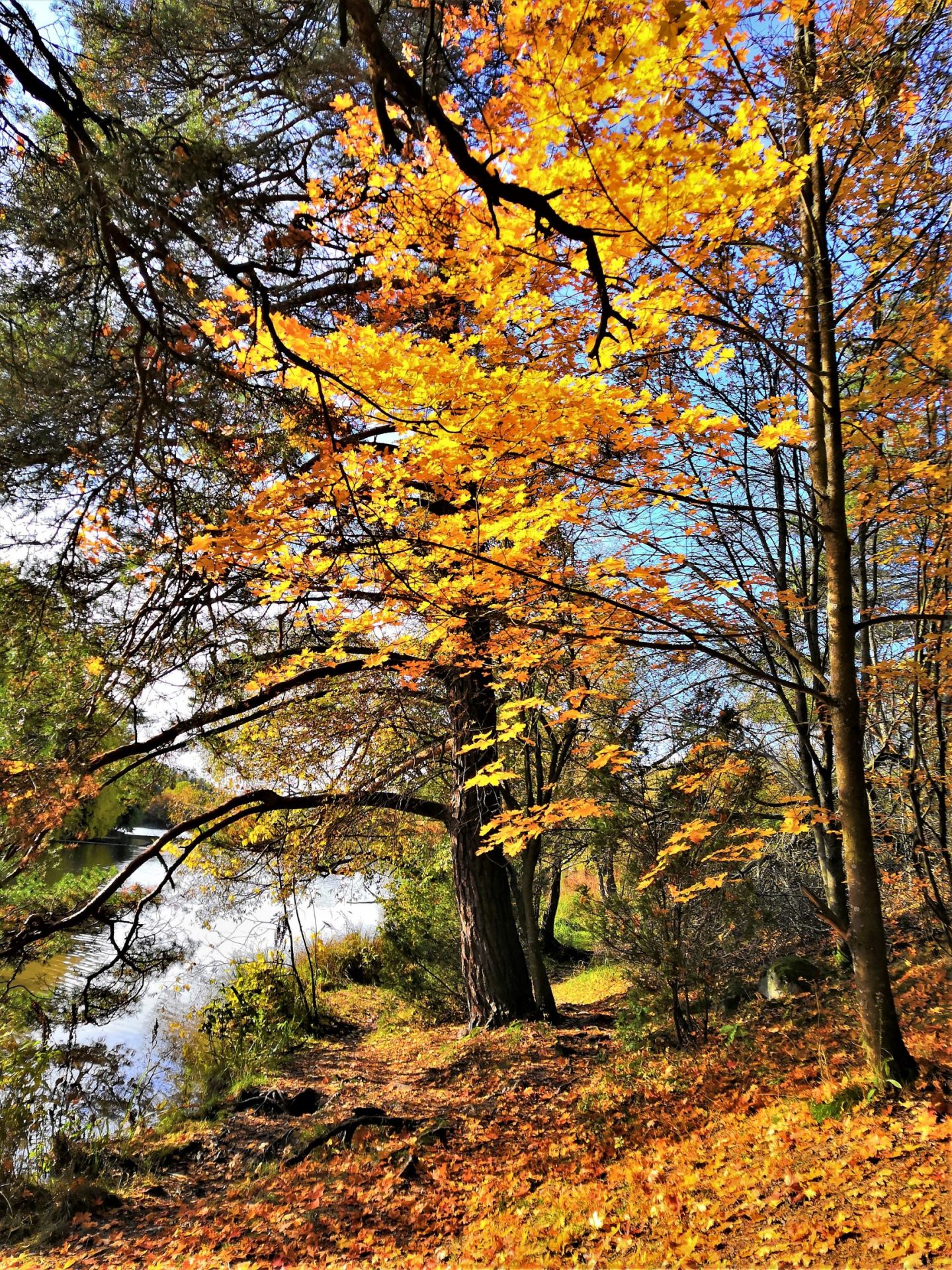 Syyskävely Aurajoen varrella