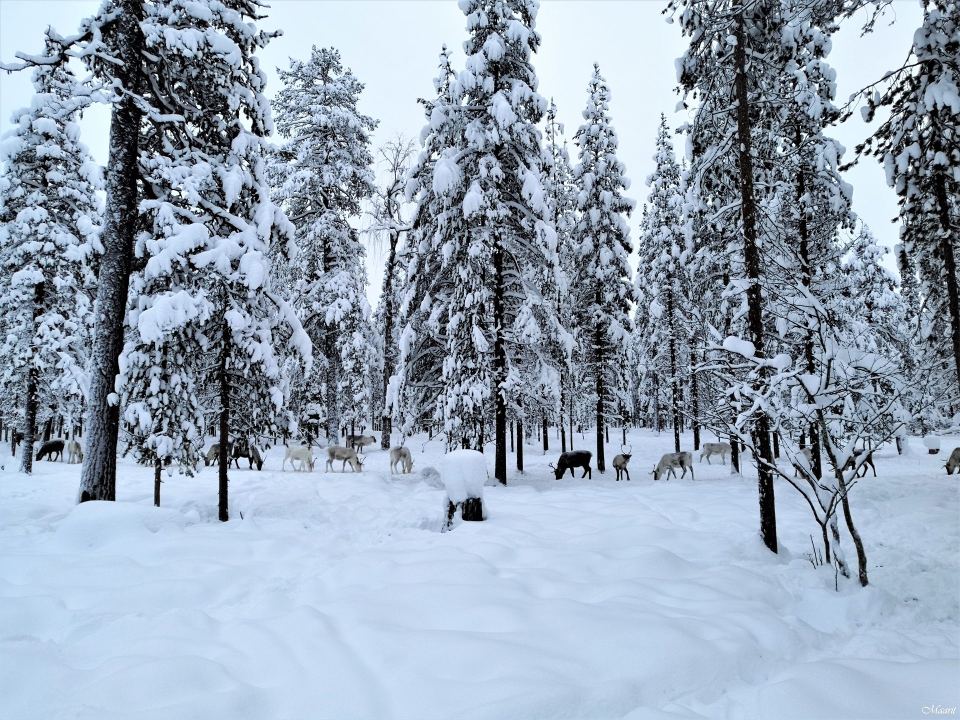 Joulu Äkäslompolossa