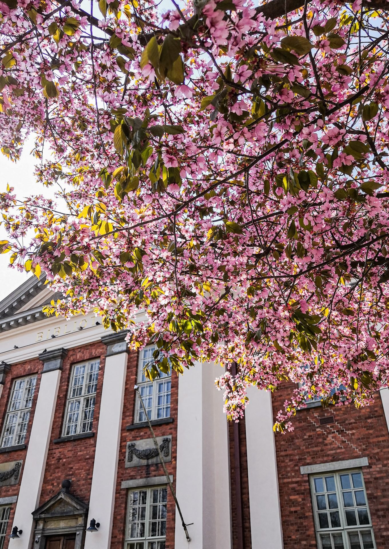 Kirsikkapuiden aikaan