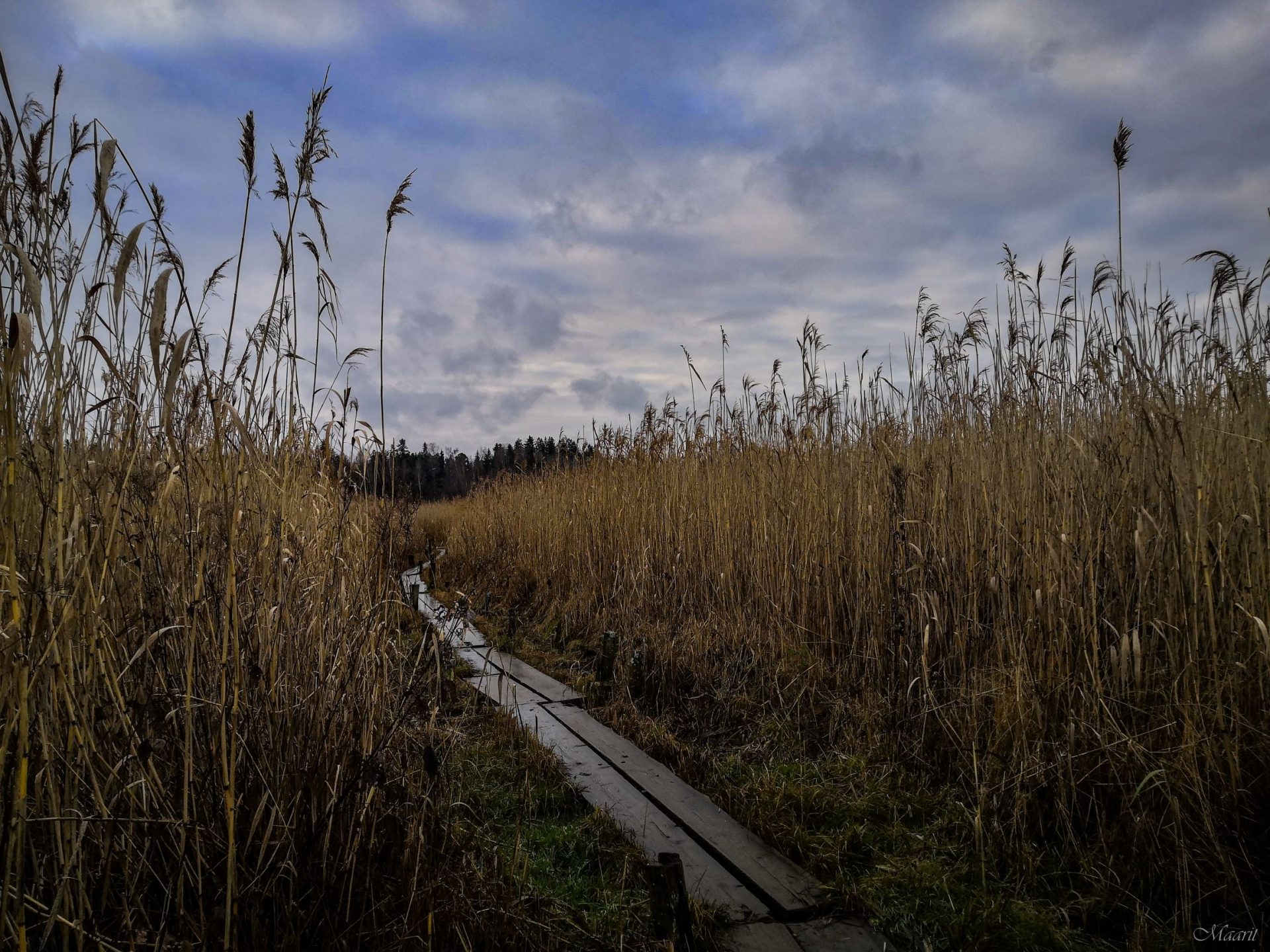 Rauvolanlahti marraskuun koleudessa