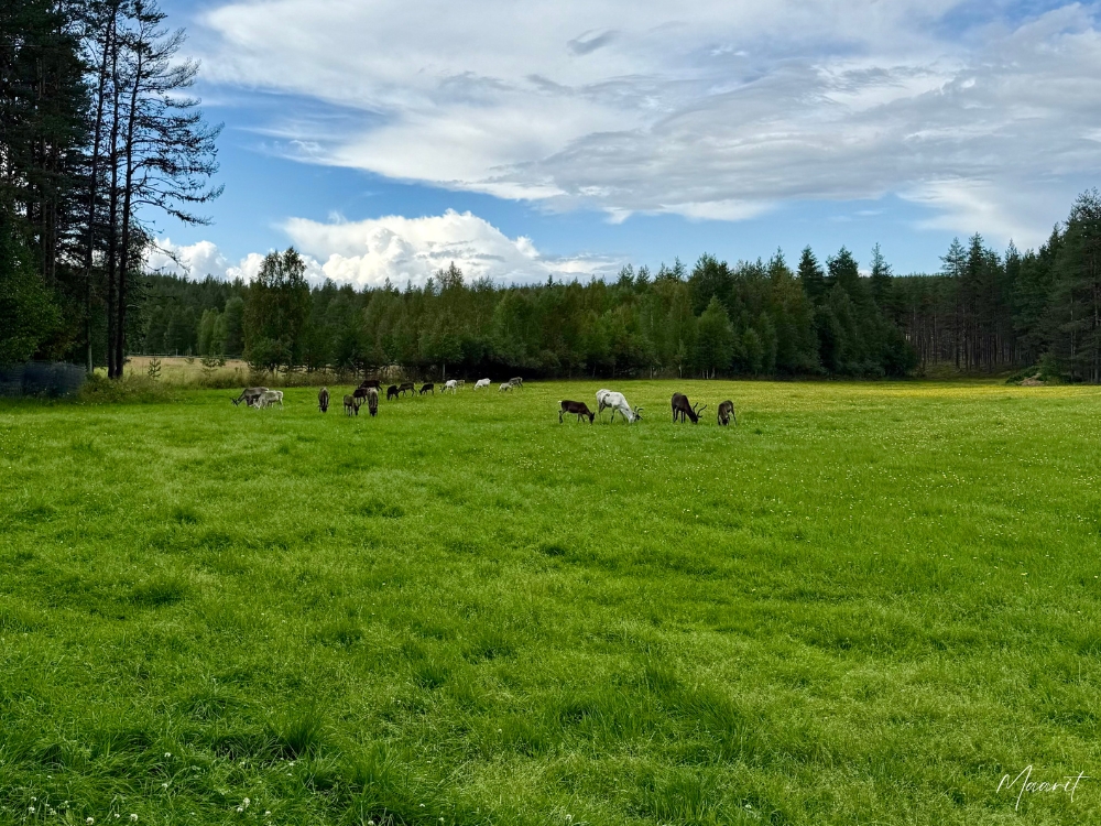 Näin retkeilet vastuullisesti poronhoitoalueella