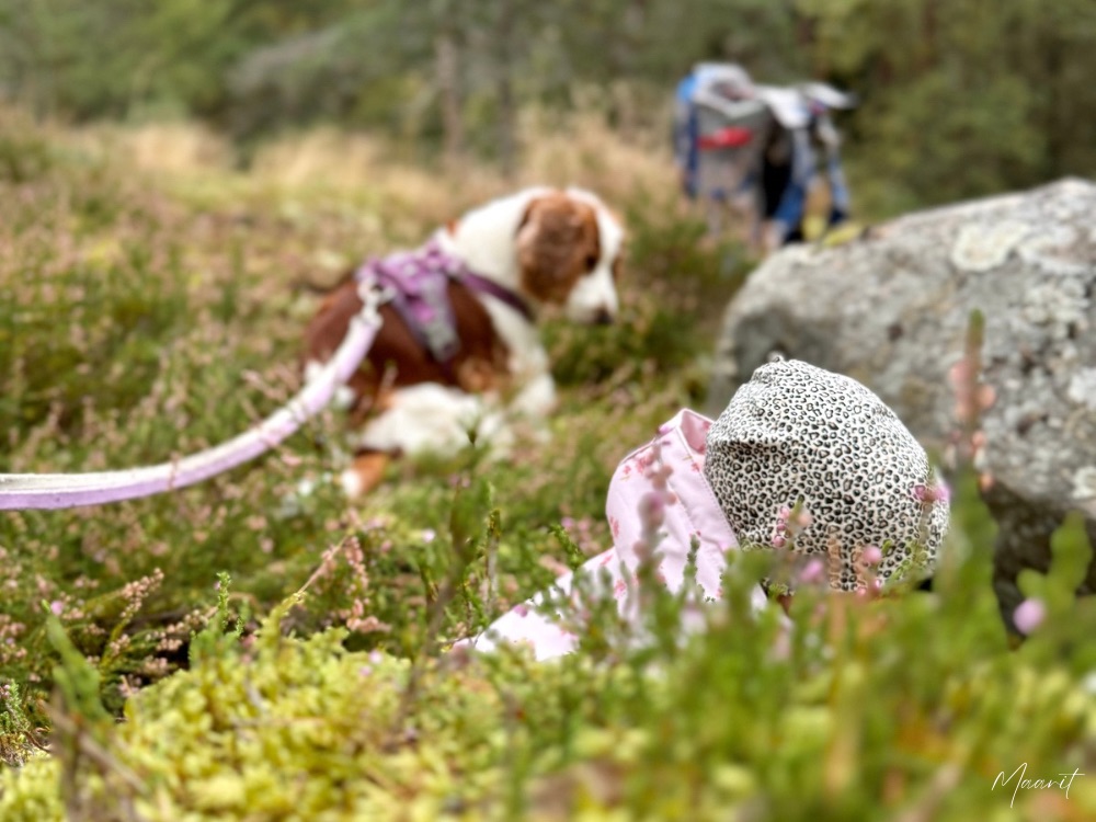 Kuinka syksyinen arki rullaa lapsen ja koiran kanssa